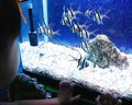 室蘭水族館で七夕にちなんだ特別展