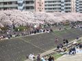 桜 横浜市戸塚区