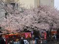 桜 横浜市戸塚区